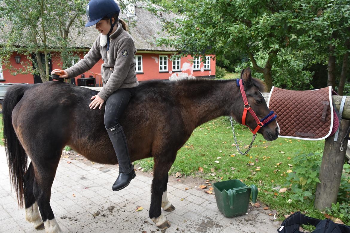 Anden særlig race Betty - skønne pony billede 5