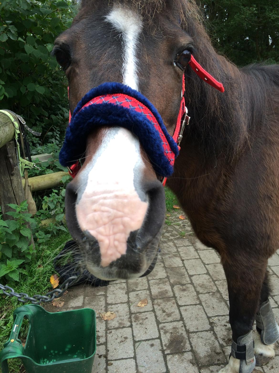 Anden særlig race Betty - smukke pony billede 12