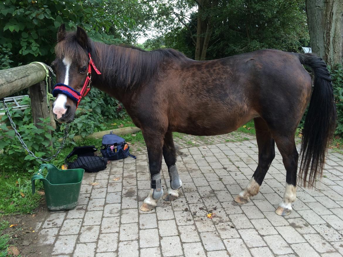 Anden særlig race Betty billede 2