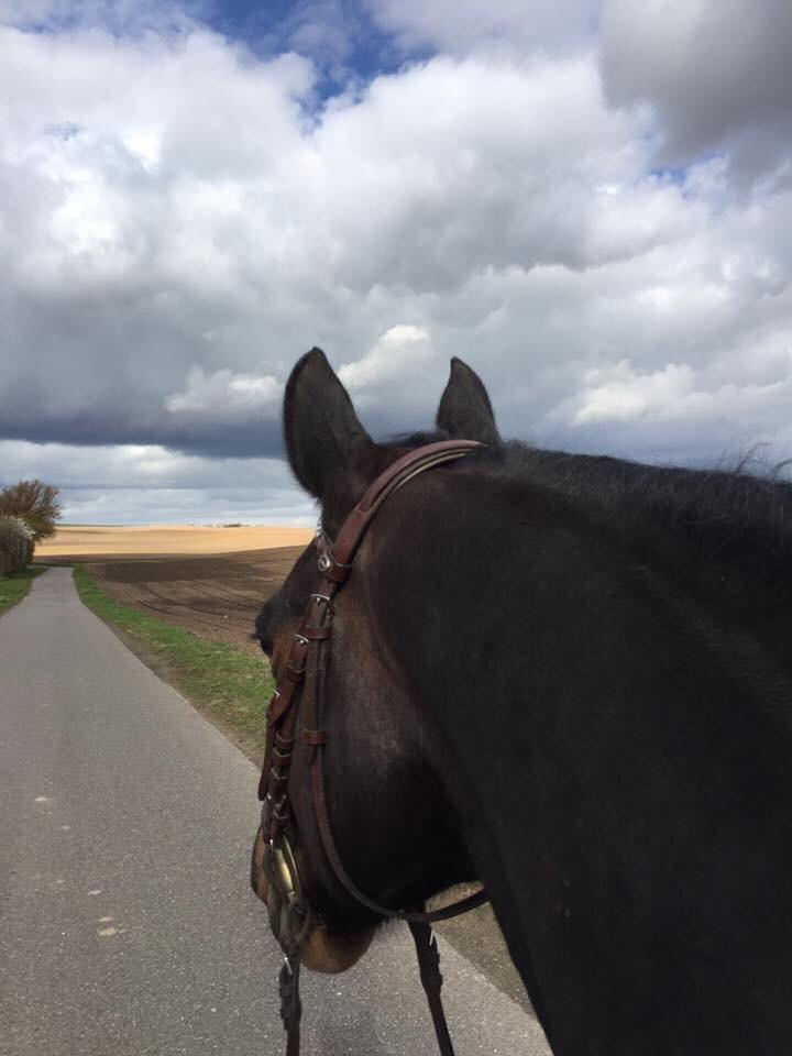 DSP - Buegårds Saturn billede 11