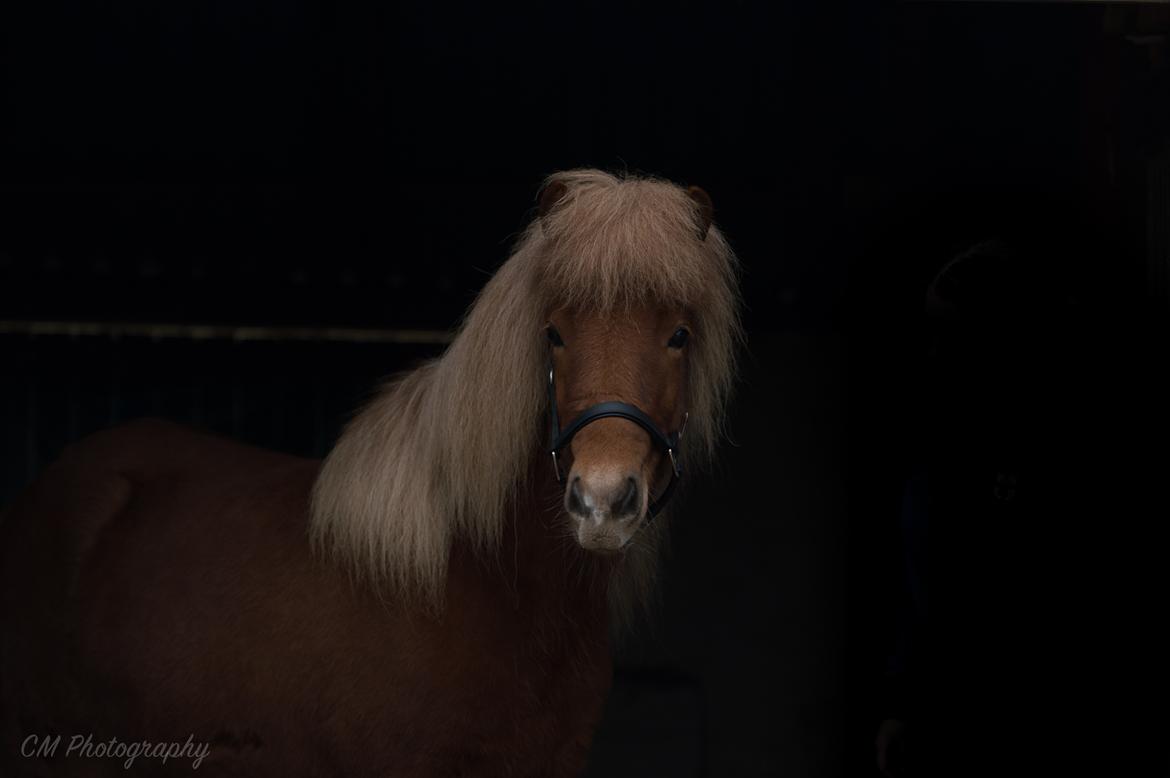 Islænder Gjöf fra Østervang billede 4