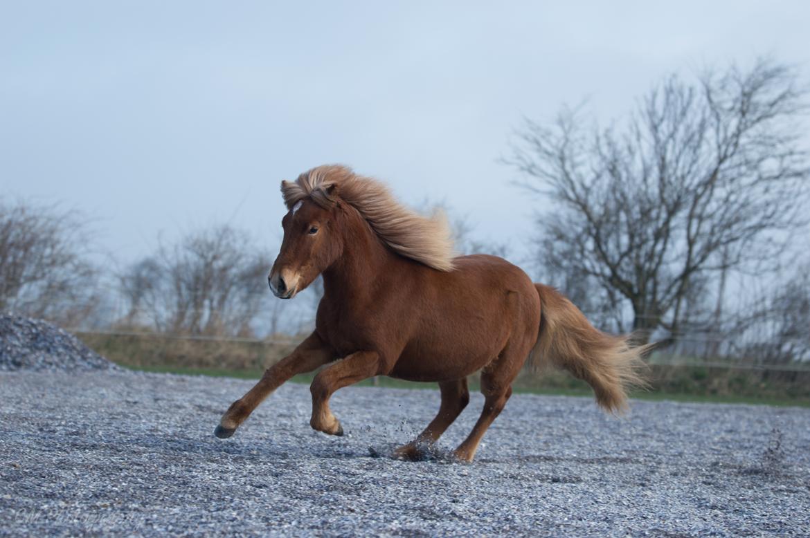 Islænder Gjöf fra Østervang billede 21