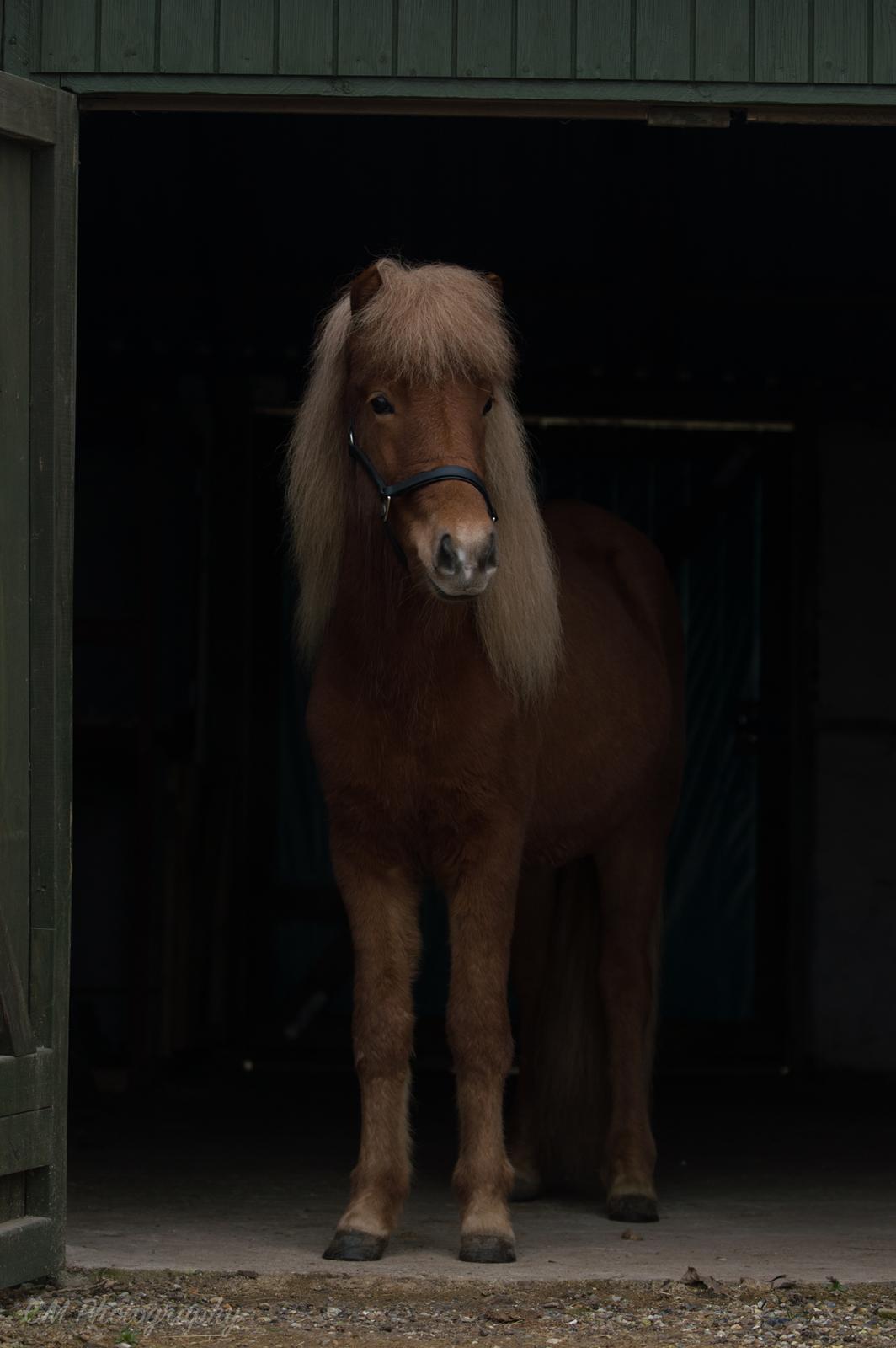 Islænder Gjöf fra Østervang billede 10