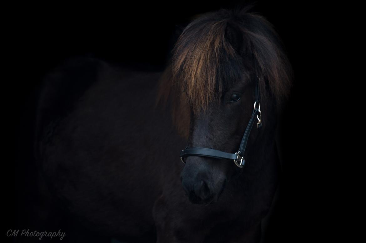 Islænder Snilld fra Østervang billede 19