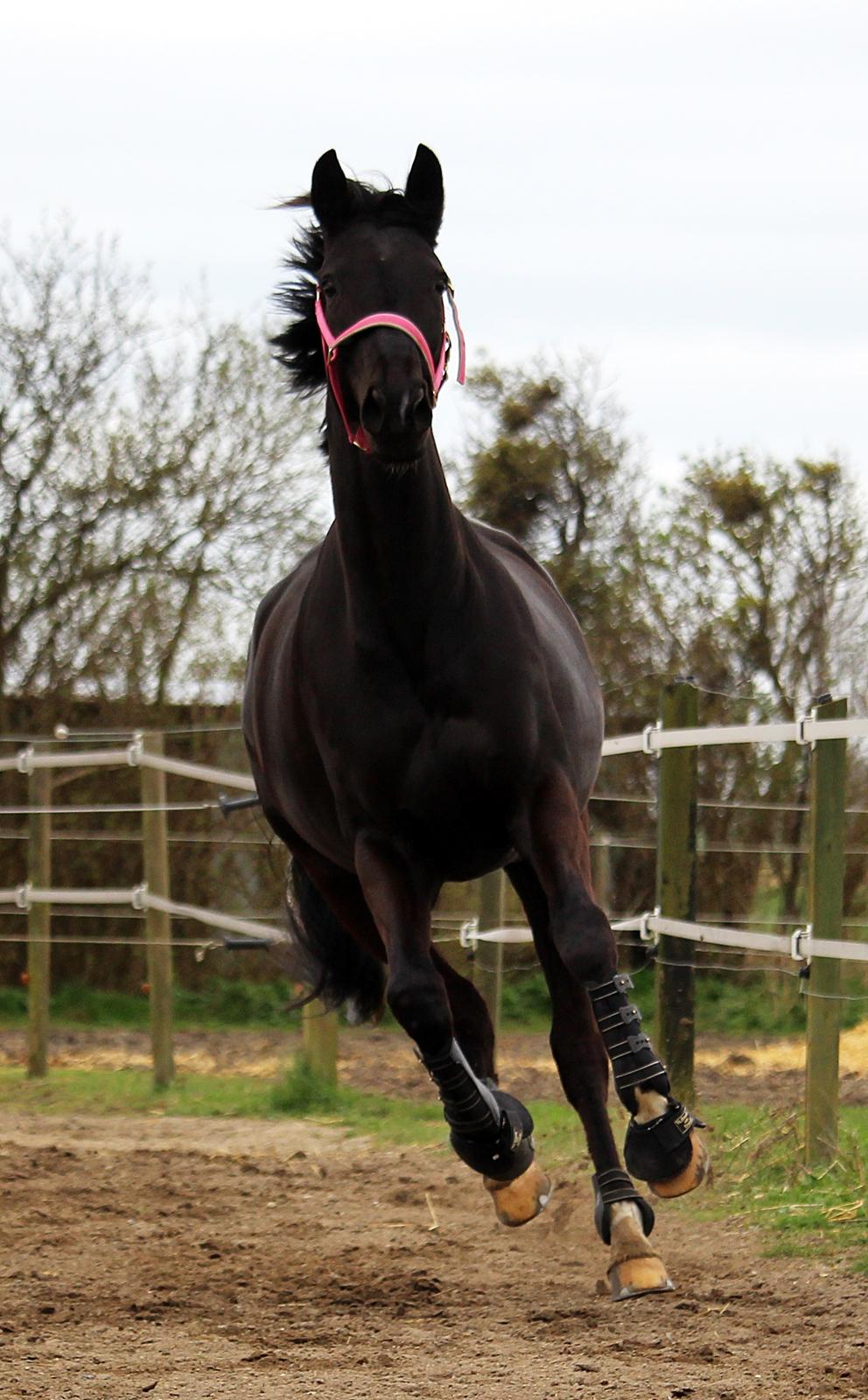 Dansk Varmblod Bucklands Donna - Wrooom, smukke dulle Donna <3  billede 10