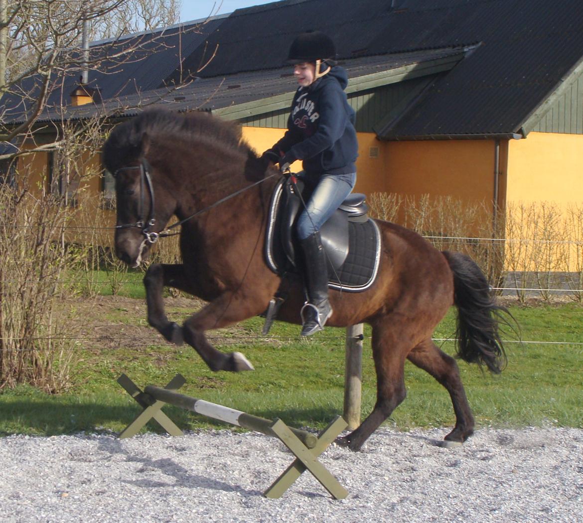 Islænder Dimma fra Trekanten - Første "spring" med rytter billede 2