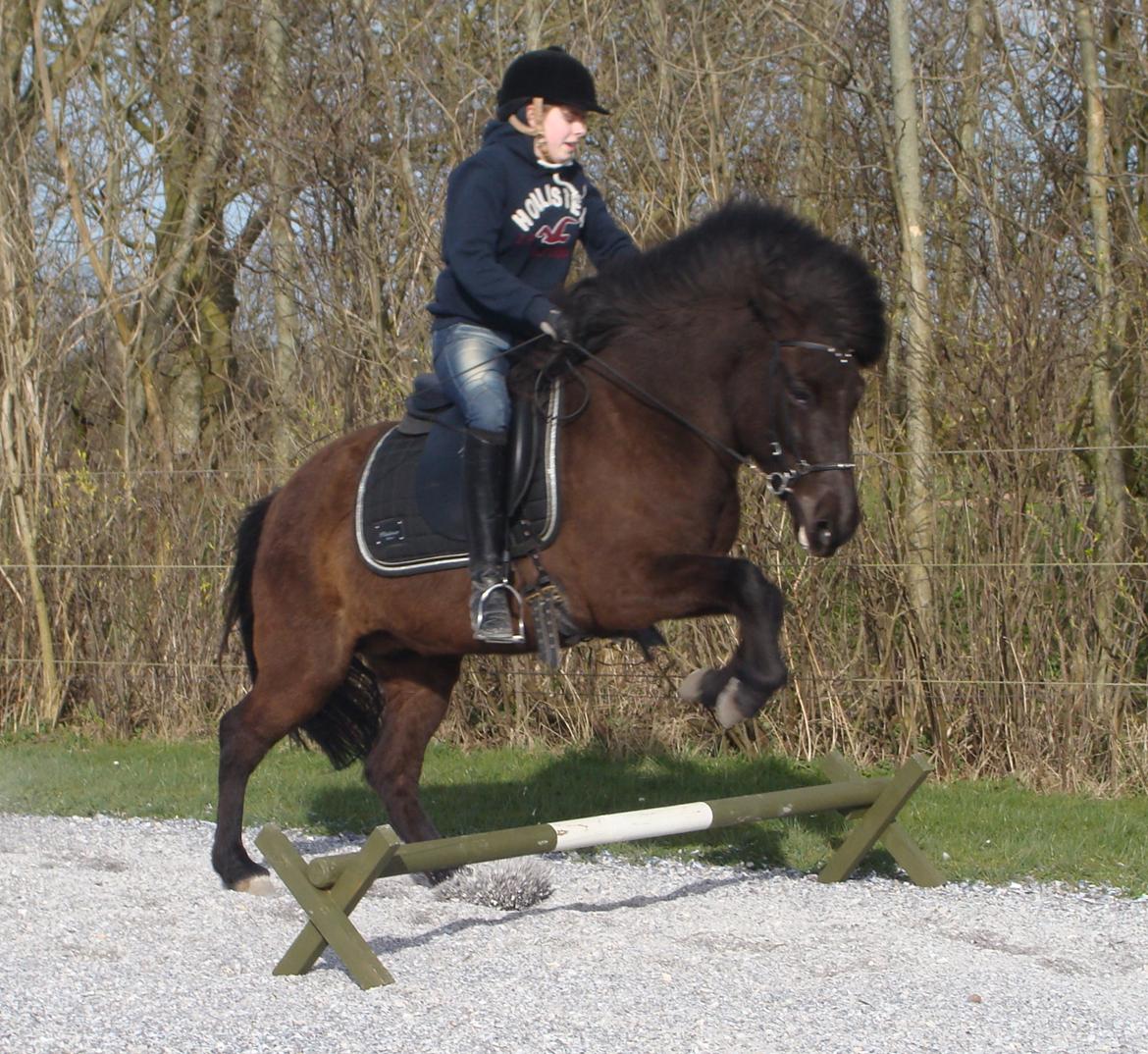 Islænder Dimma fra Trekanten - Første "spring" med rytter billede 34