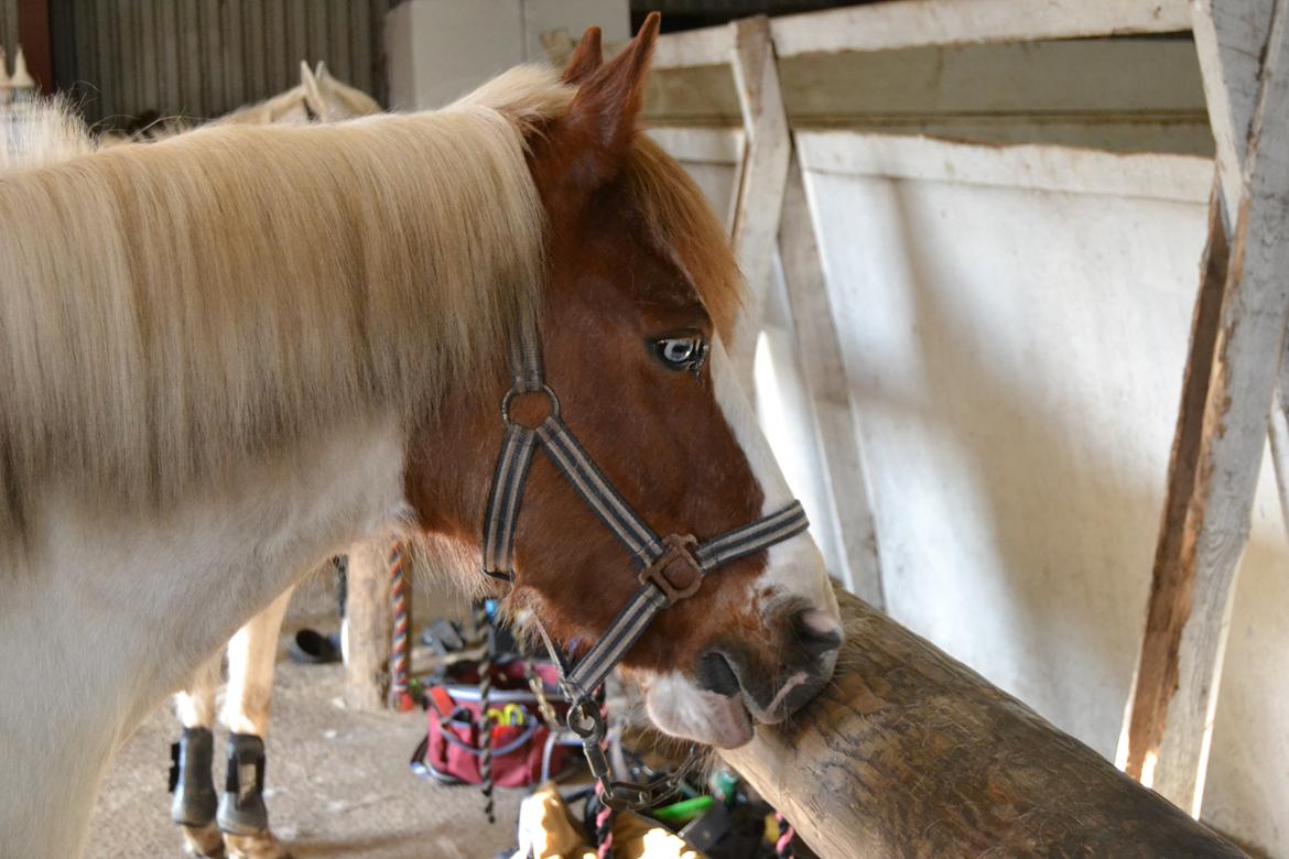 Anden særlig race Susan. (SAVNES!!!) billede 11