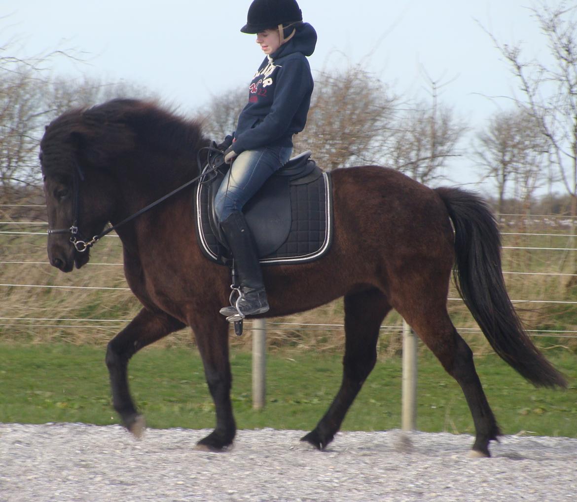 Islænder Dimma fra Trekanten - Efter en måneds ridning billede 13