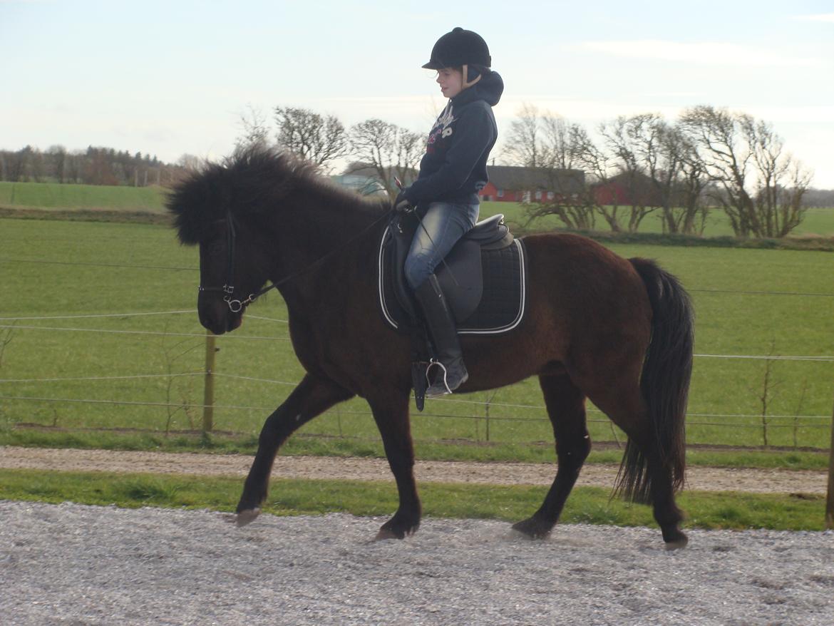 Islænder Dimma fra Trekanten - Efter en måneds ridning billede 5