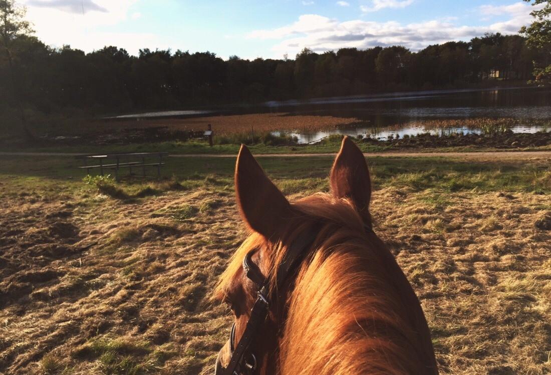 Welsh Cob (sec D) De Busies Pretty Floyd billede 7