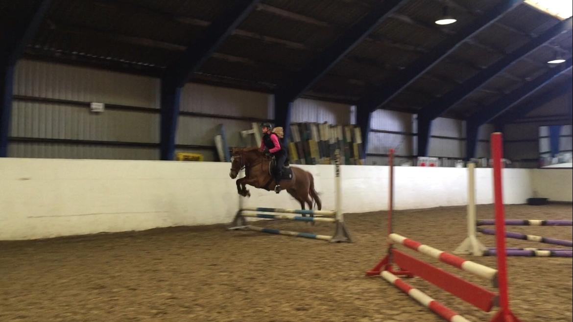 Welsh Cob (sec D) De Busies Pretty Floyd - (min veninde der springer ham) billede 8