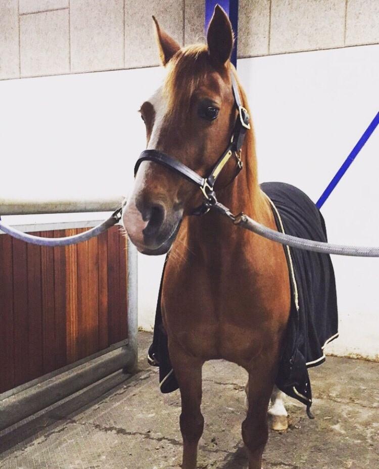 Welsh Cob (sec D) De Busies Pretty Floyd billede 11