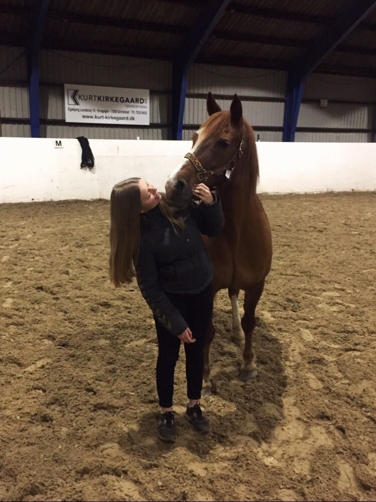 Welsh Cob (sec D) De Busies Pretty Floyd billede 12