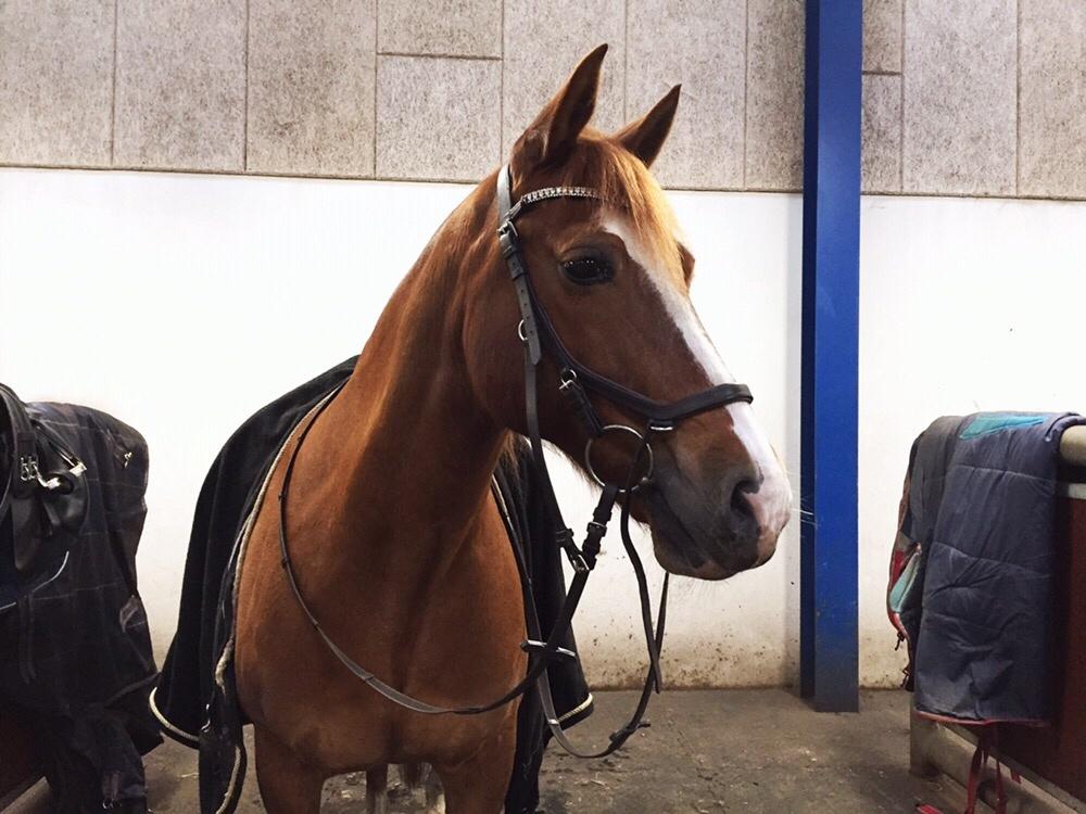 Welsh Cob (sec D) De Busies Pretty Floyd billede 14