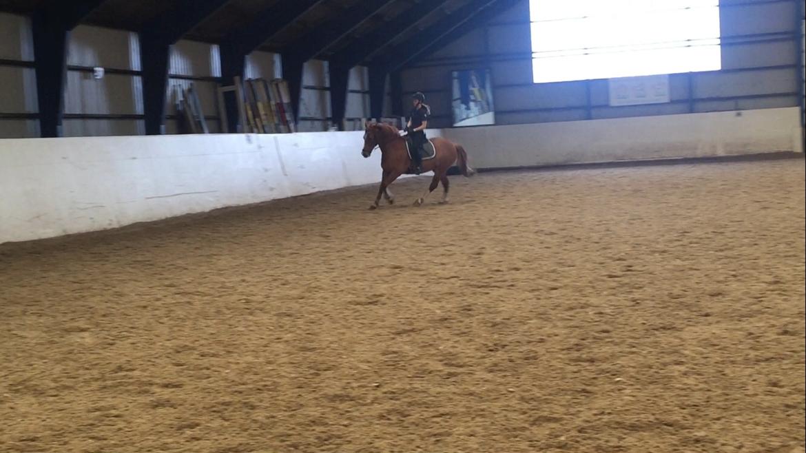 Welsh Cob (sec D) De Busies Pretty Floyd billede 15