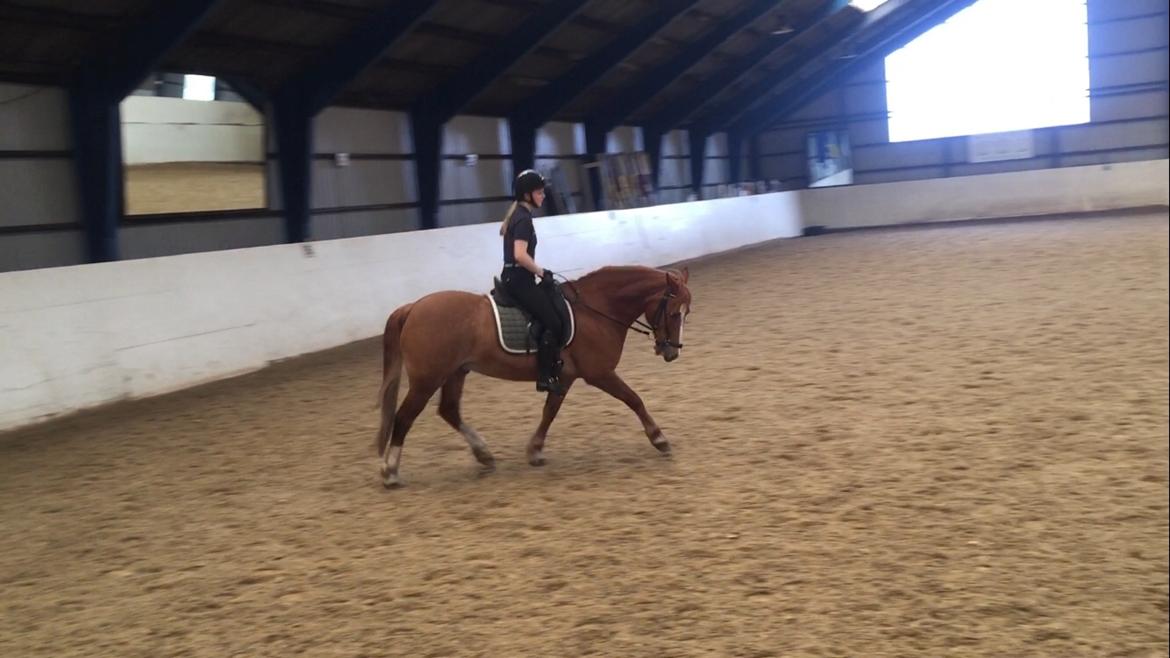 Welsh Cob (sec D) De Busies Pretty Floyd billede 17