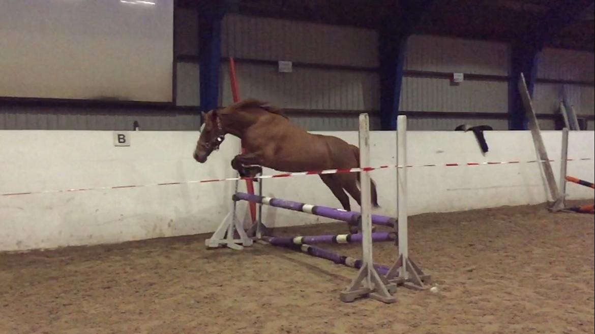 Welsh Cob (sec D) De Busies Pretty Floyd billede 5