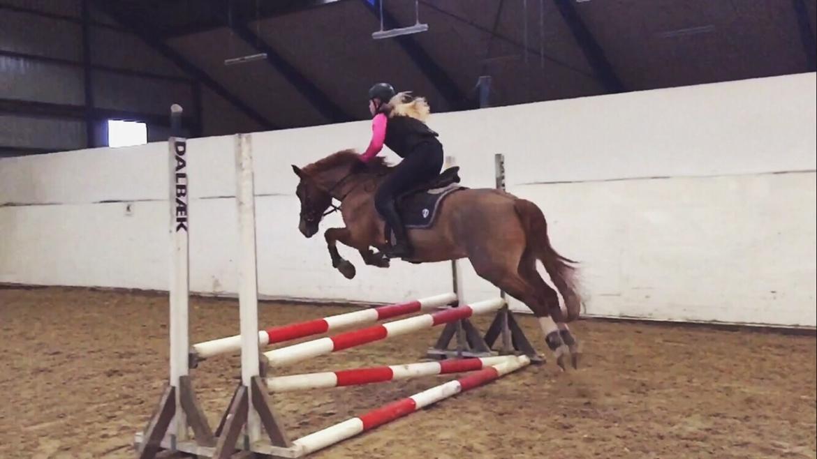 Welsh Cob (sec D) De Busies Pretty Floyd - (min veninde der springer ham) billede 19