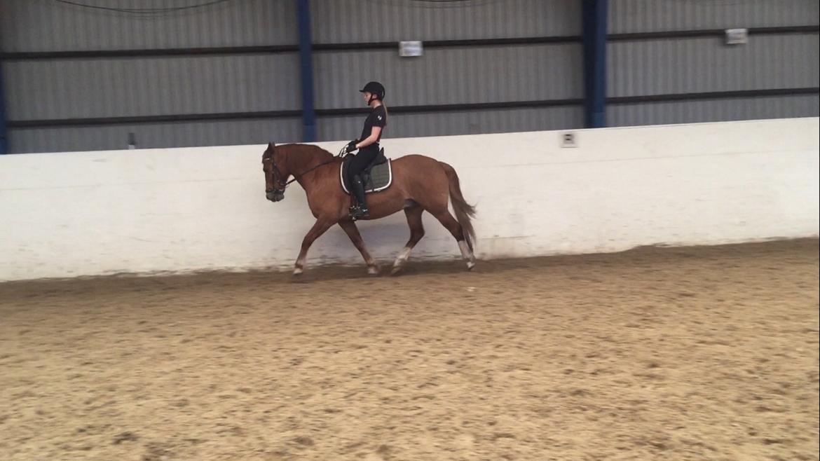 Welsh Cob (sec D) De Busies Pretty Floyd billede 6
