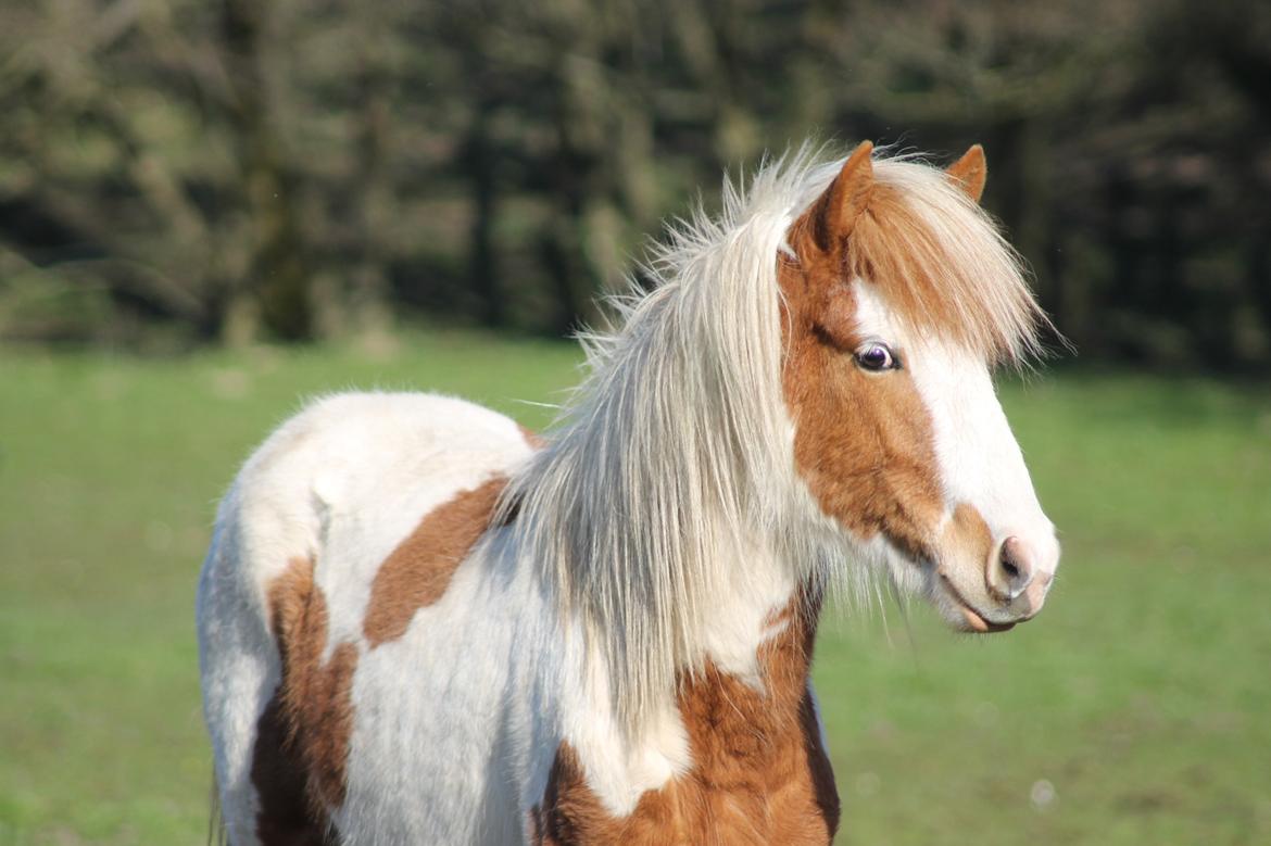 Islænder Flugandi fra Præstegården billede 1