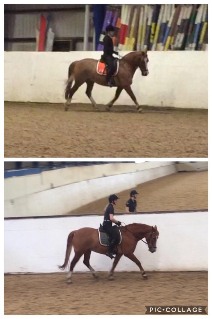 Welsh Cob (sec D) De Busies Pretty Floyd billede 20
