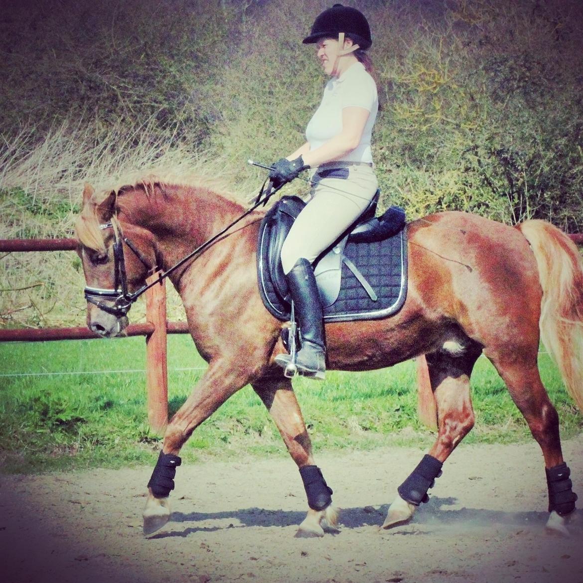 New Forest AH´s Golden Nemo billede 19