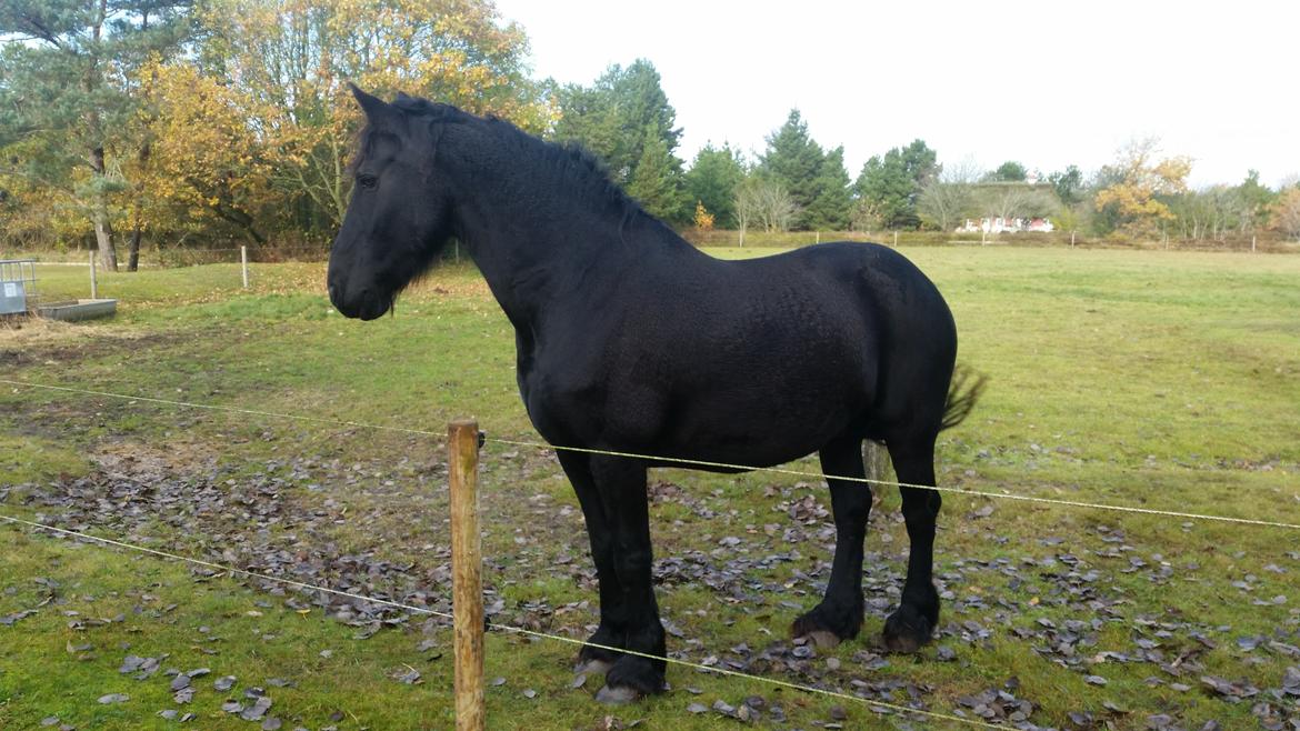 Frieser Hidde B billede 1