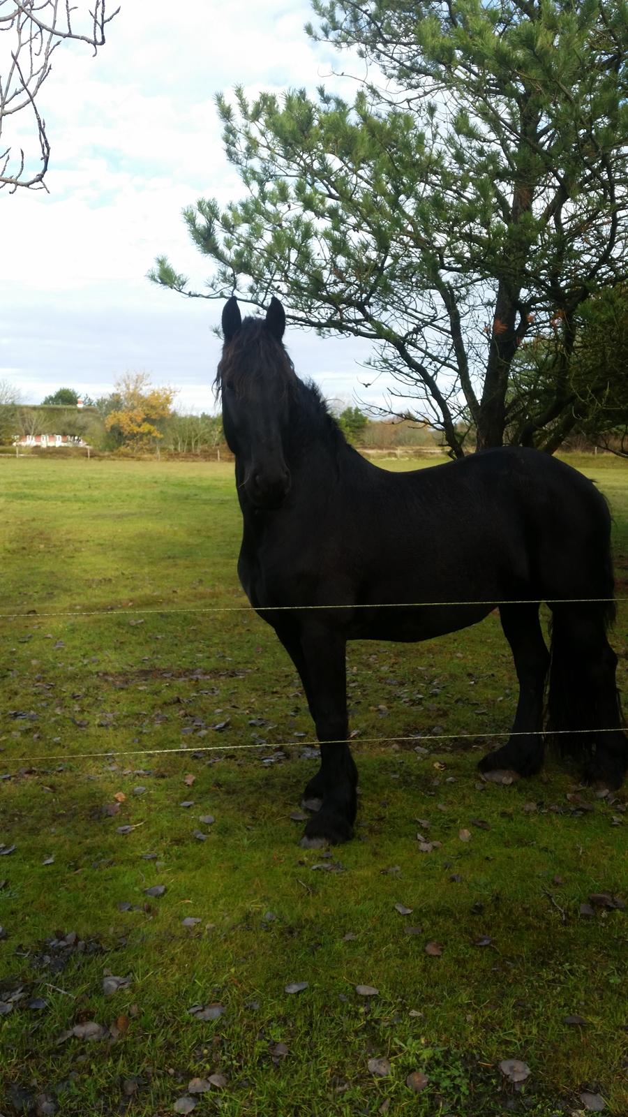 Frieser Hidde B billede 2