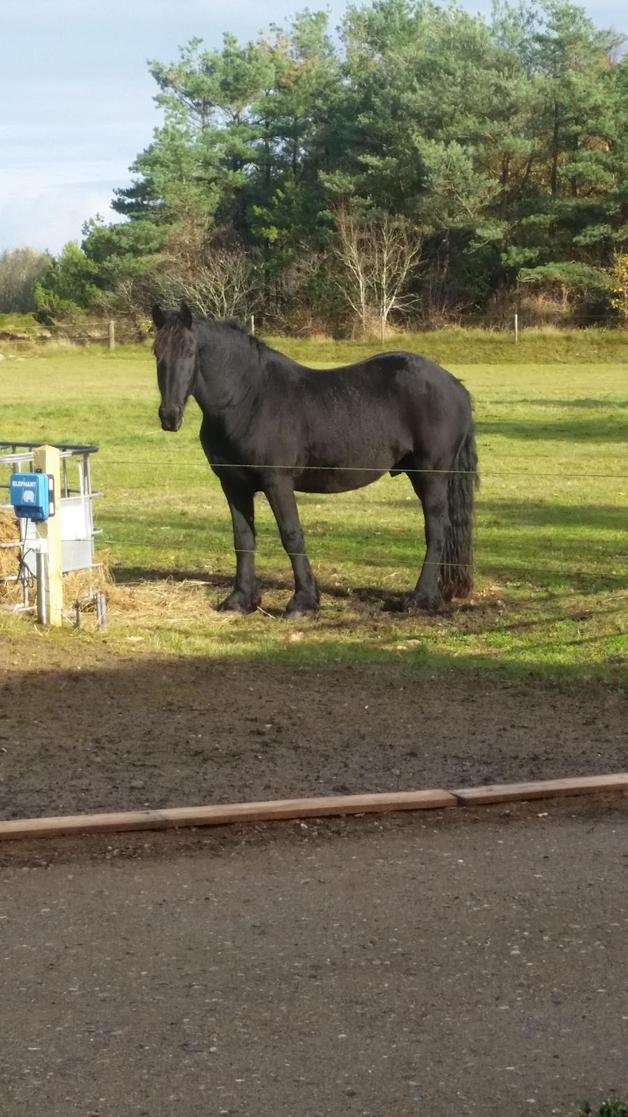 Frieser Hidde B billede 3