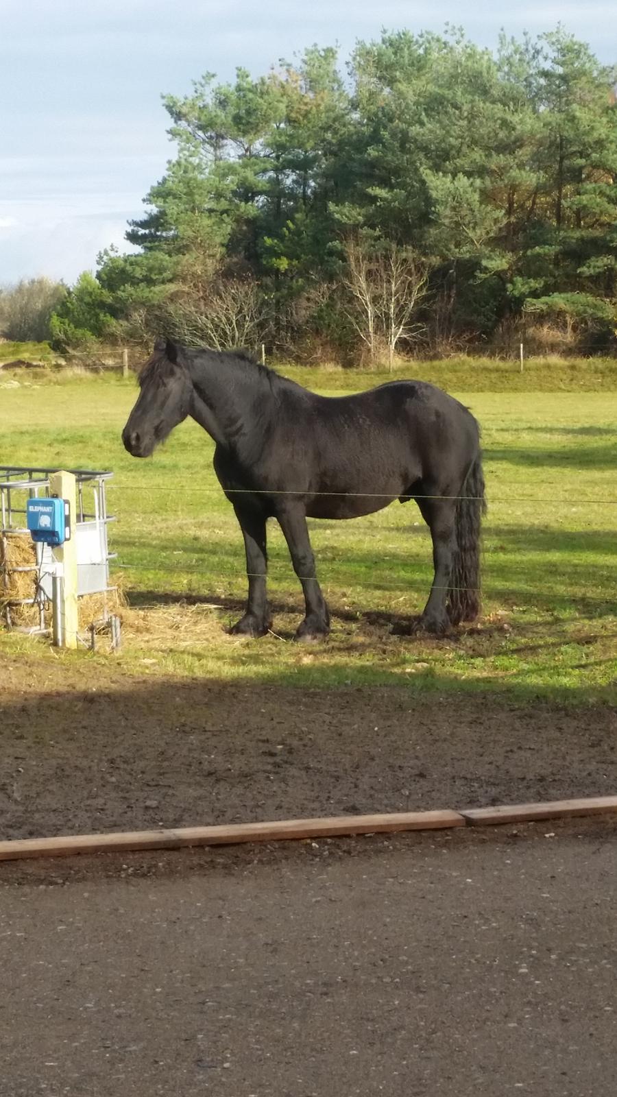 Frieser Hidde B billede 4