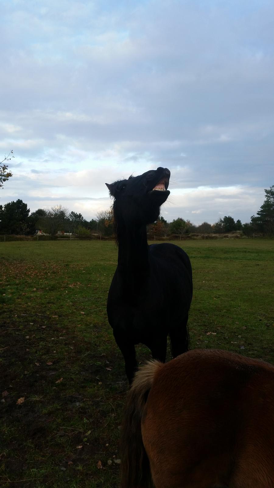 Frieser Hidde B billede 5