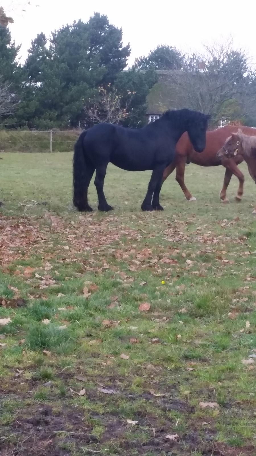 Frieser Hidde B billede 6