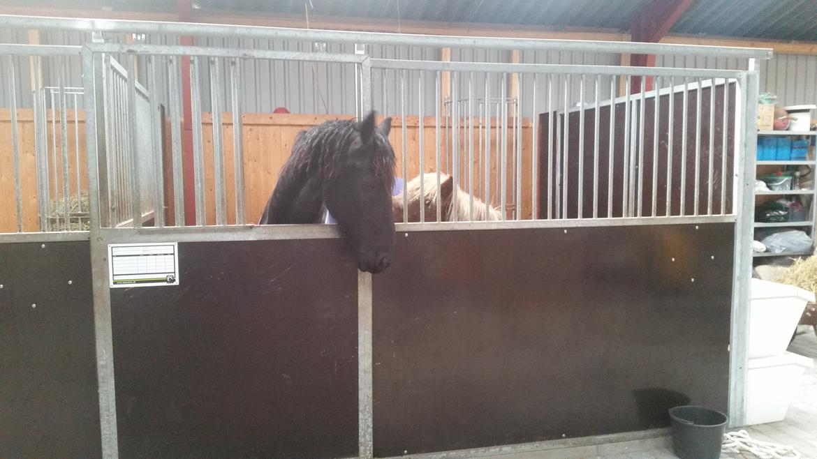 Frieser Hidde B billede 7