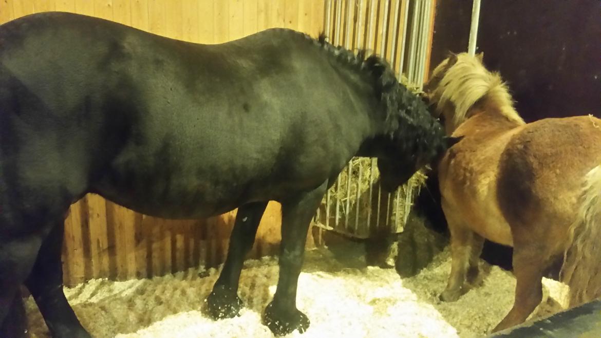 Frieser Hidde B billede 8