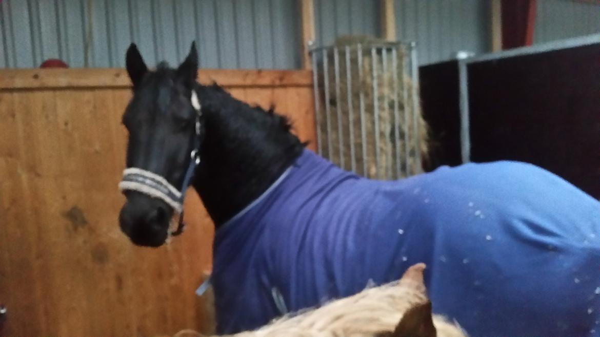 Frieser Hidde B billede 9