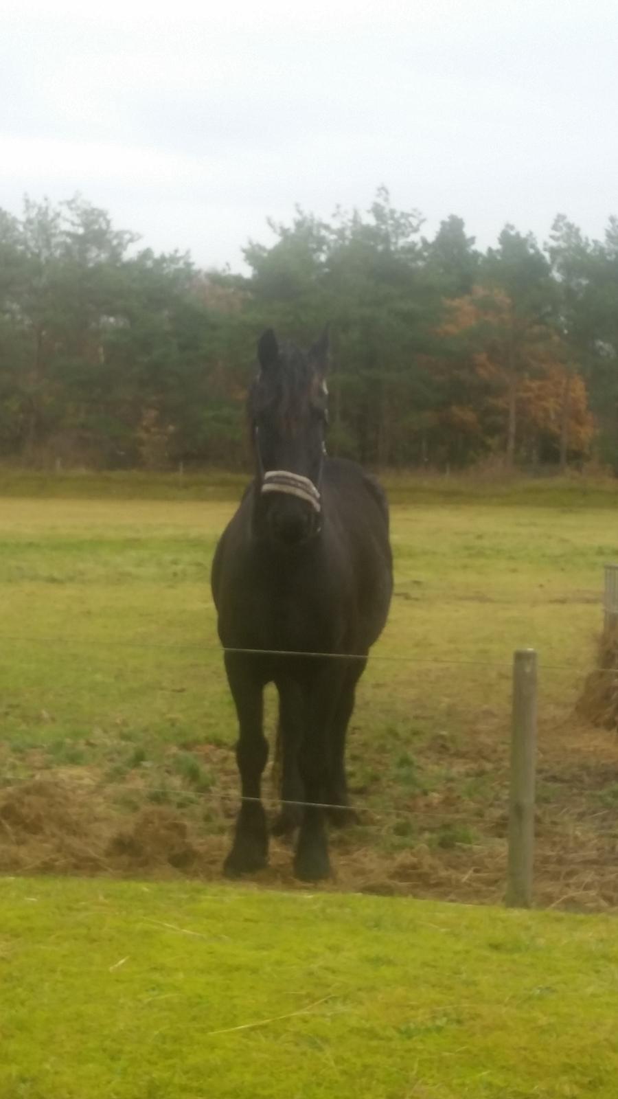 Frieser Hidde B billede 10