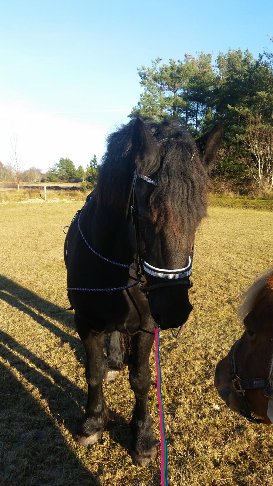 Frieser Hidde B billede 11