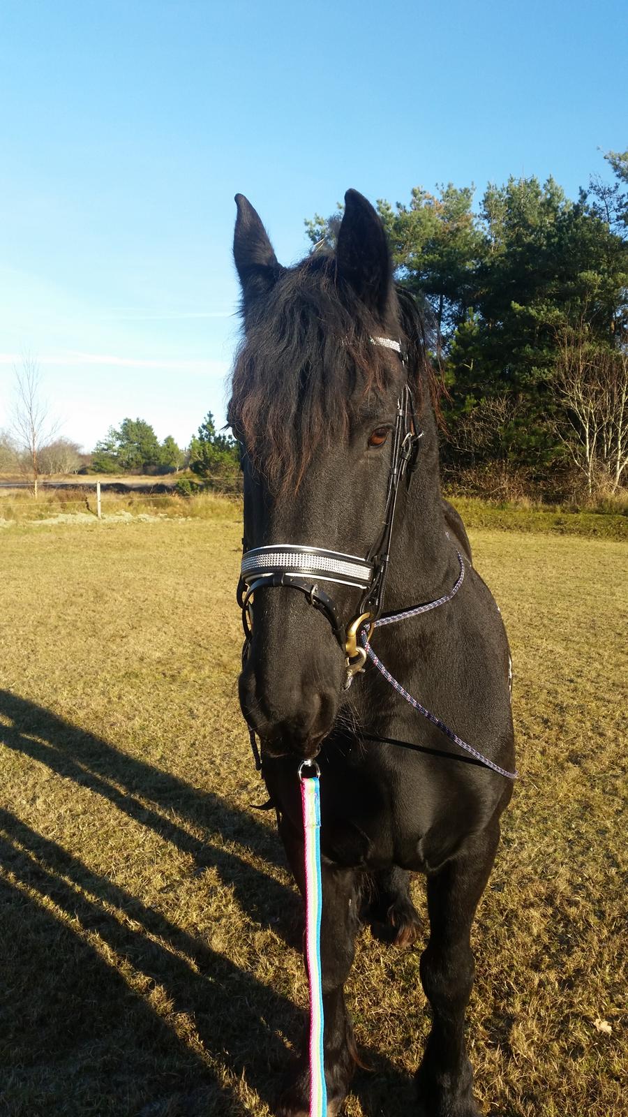 Frieser Hidde B billede 12