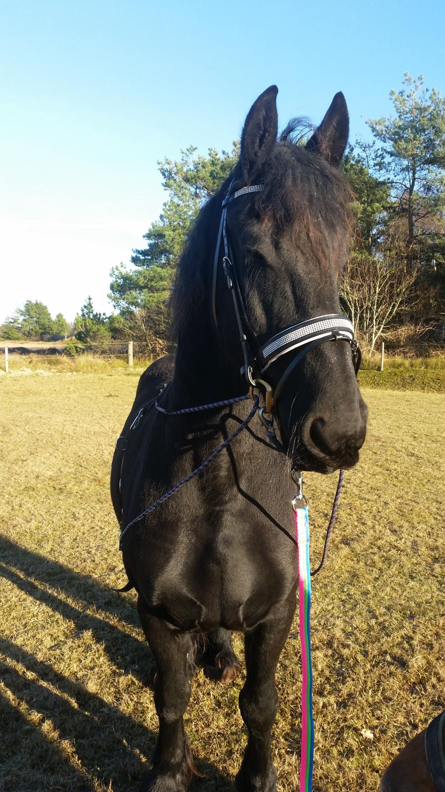 Frieser Hidde B billede 13