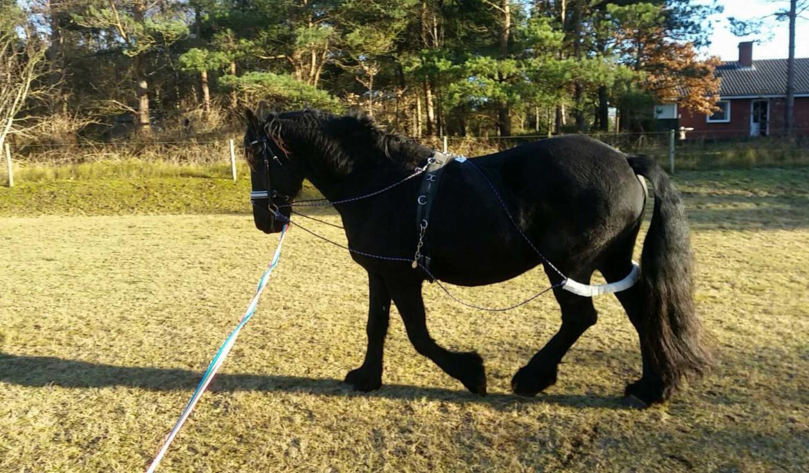 Frieser Hidde B billede 14