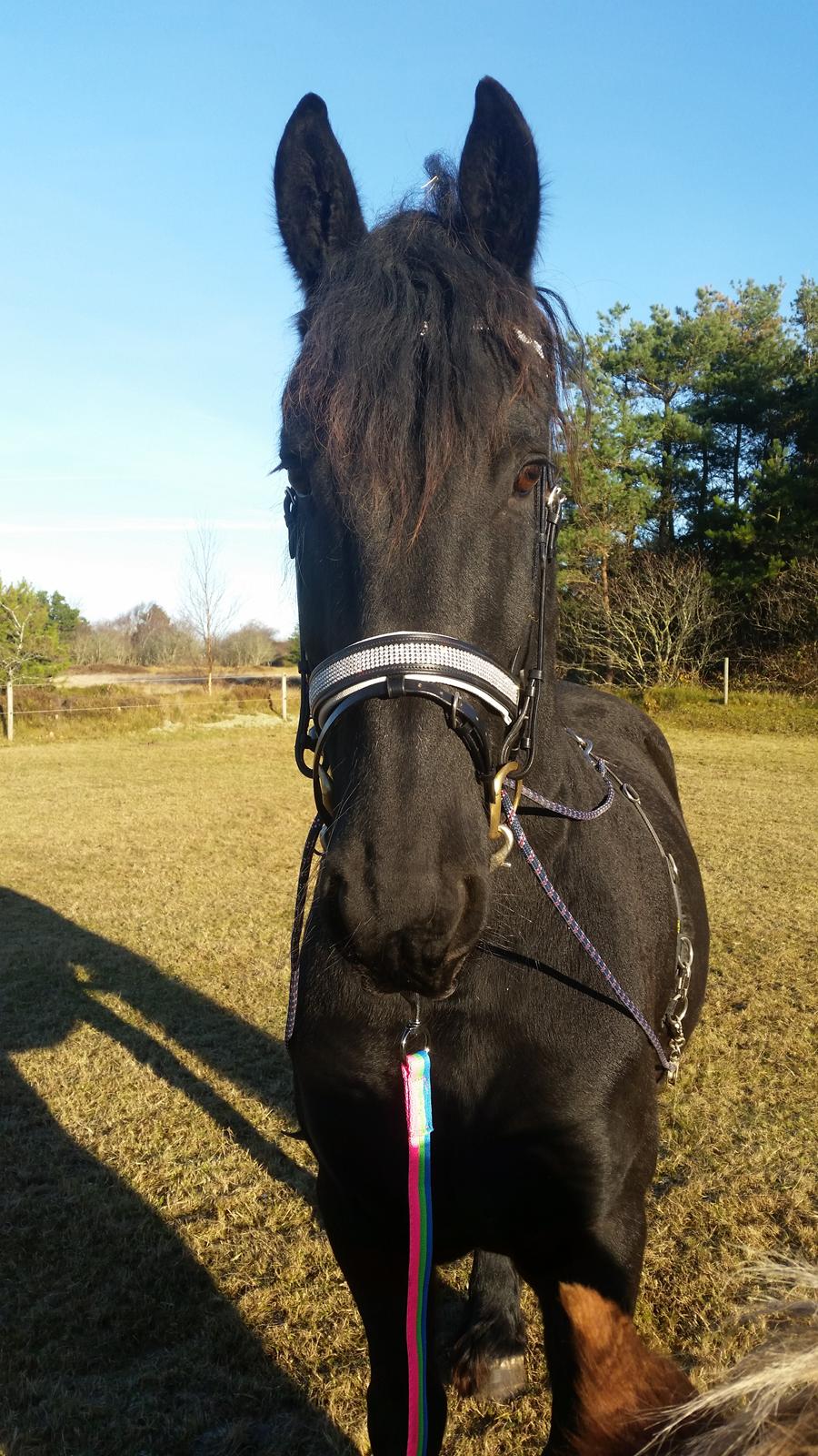 Frieser Hidde B billede 15