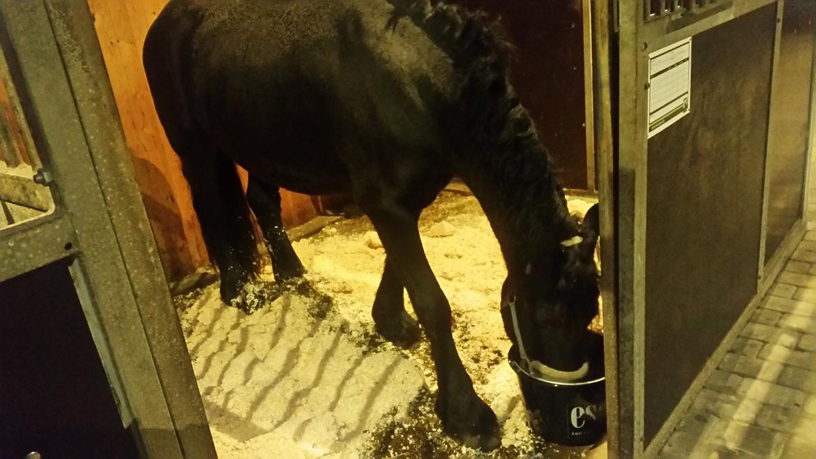 Frieser Hidde B billede 16