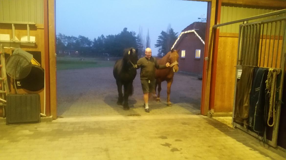 Frieser Hidde B billede 17