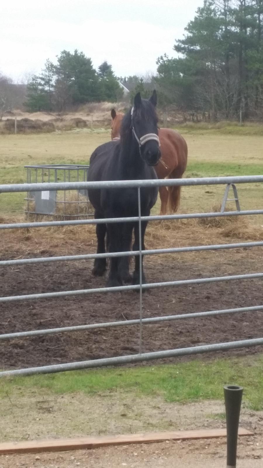 Frieser Hidde B billede 18