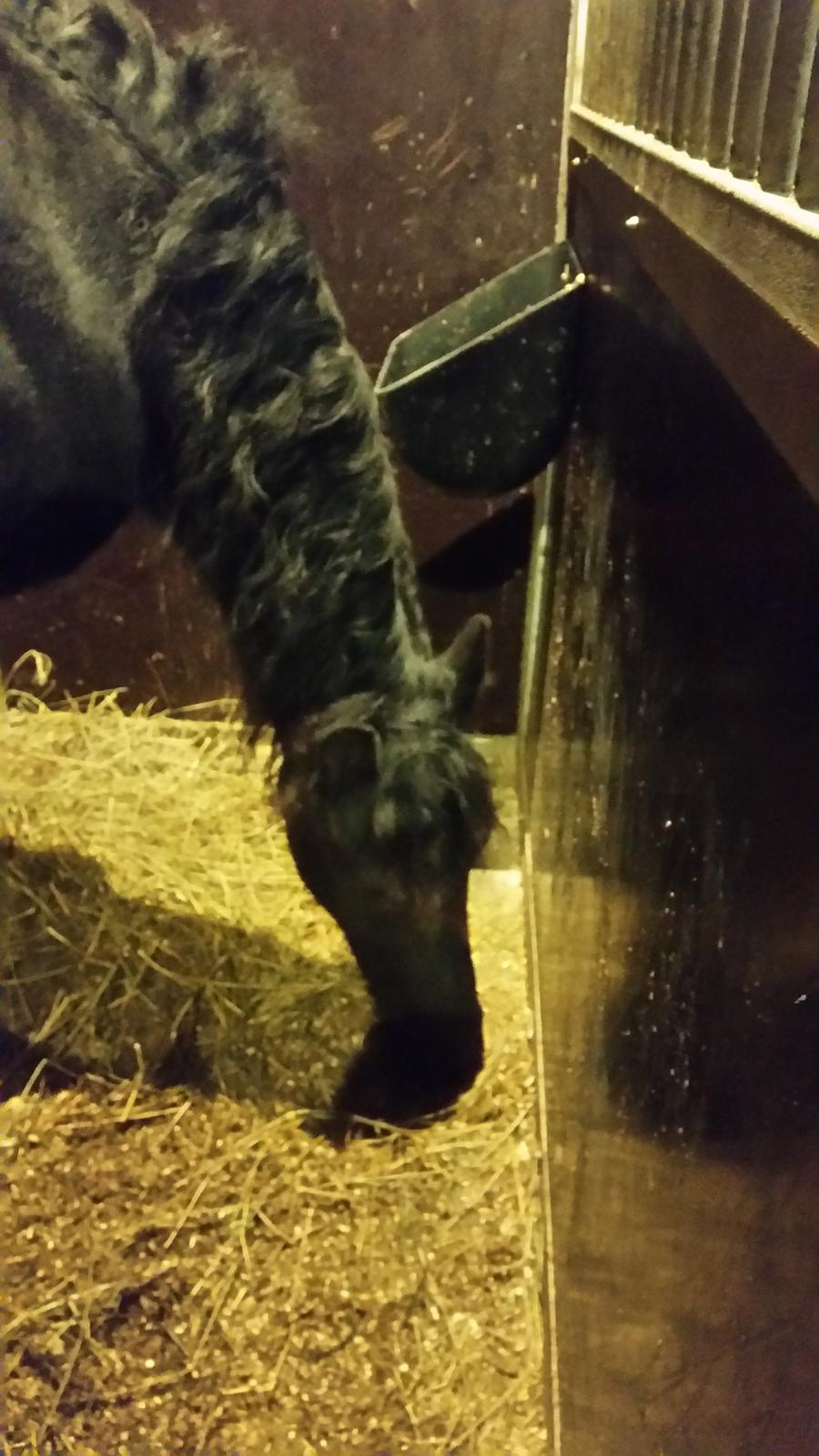 Frieser Hidde B billede 19