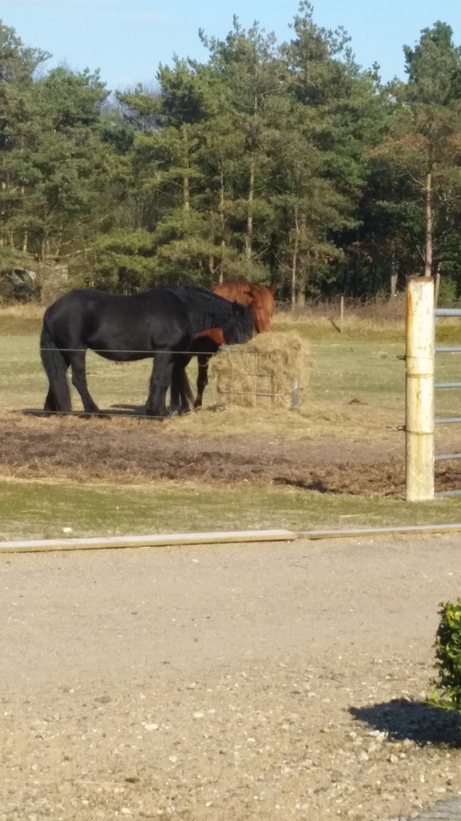 Frieser Hidde B billede 20