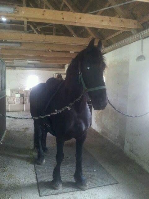 Frieser Hidde B billede 21