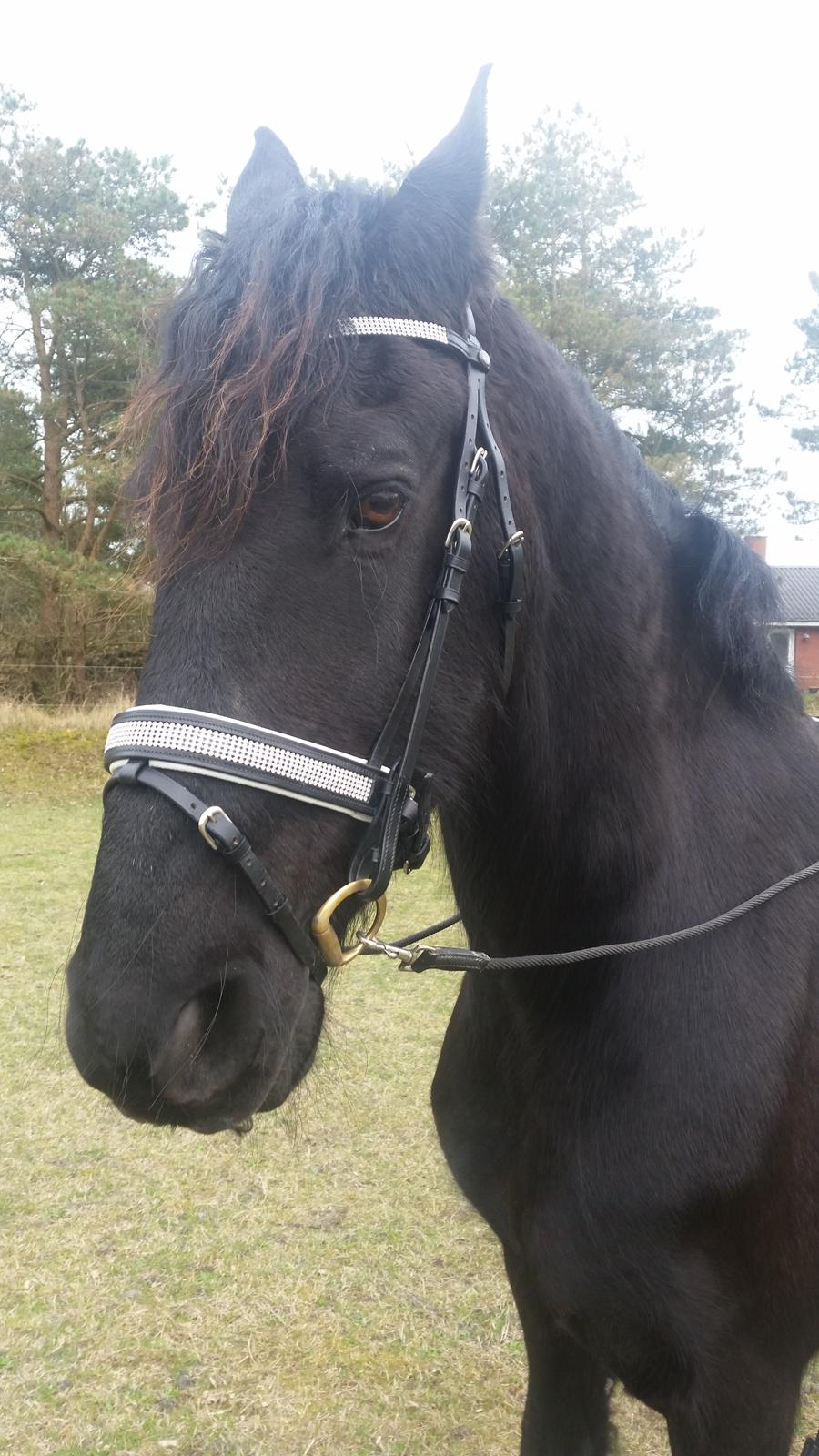 Frieser Hidde B billede 22