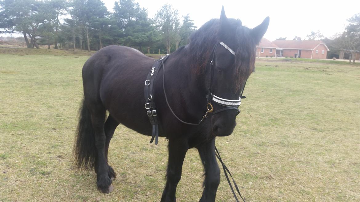 Frieser Hidde B billede 23